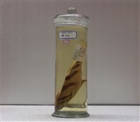 藏品(斑馬隼(魚翁))的圖片